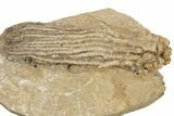 Crinoid (Abrotocrinus) Fossil - Crawfordsville, Indiana #188678-3